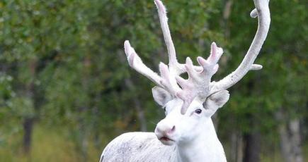 スウェーデンの森に純白のトナカイが出現　妖精のよう