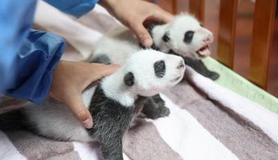 上海のオスメス双子パンダ、生後1カ月の検診を受ける