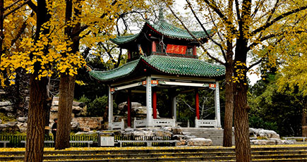 北京陶然亭公園、色づいたイチョウが秋色を演出