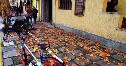 上海市の落ち葉の道、自然美に満ちる