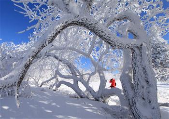 吉林省延辺朝鮮族自治州　絵のように美しい樹氷