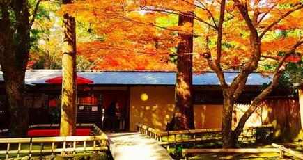 日本各地が紅葉シーズンに　おすすめスポットを紹介