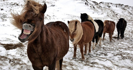 ほのぼのとした珍しい写真　微笑みながら抱き合うアイスランドの馬
