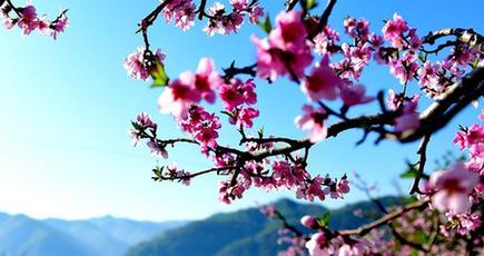 美しい中国の四季—春
