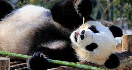 冬日の日光浴でパンダもすっかりご満悦　安徽省