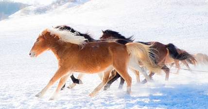 ウランブトン草原　馬が雪を踏んで走る