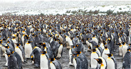 震撼！25万匹のペンギンが南極浜に集まり　