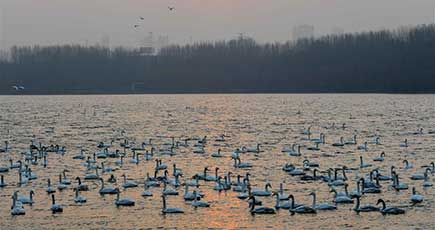 朝の一曲　白鳥の湖