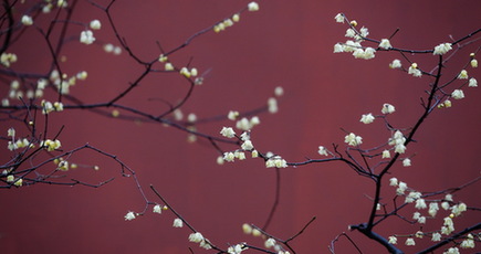 南京市の明孝陵で蝋梅が咲く