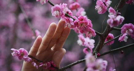 湖南省の植物園で1000本の梅が開花
