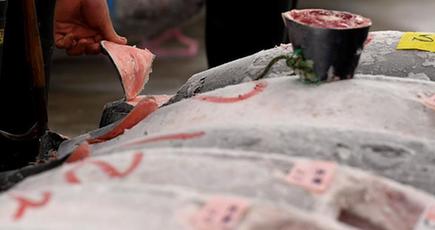 日本の複数の地方で太平洋クロマグロの漁獲規制違反が発覚