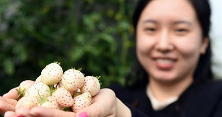 山東省で新種のイチゴを開発、その名も「白雪姫」