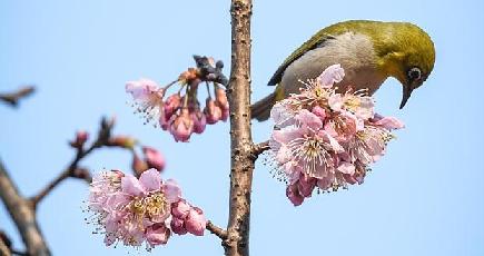 春の小鳥と桜