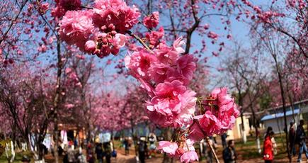 美しく咲き乱れる桜に酔いしれる人々　昆明