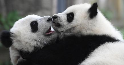 3匹のパンダの赤ちゃんは重慶動物園に登場
