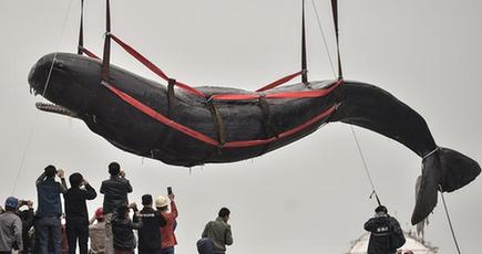 マッコウクジラが浅瀬に乗り上げて死亡、解剖後に胎児が発見される