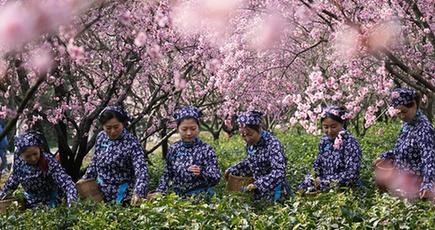 南京市の鐘山で「雨花茶」の焙煎が始まる