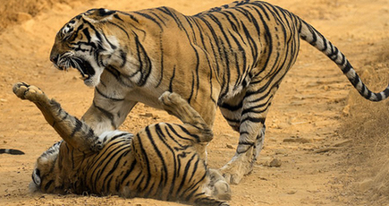 インド　わんぱくな子トラがお母さんに叱られる