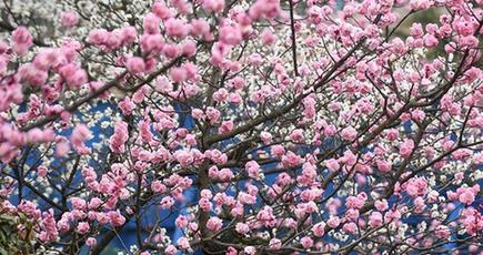 競い合うように咲き乱れる梅の花、春の息吹満ちあふれる　青島