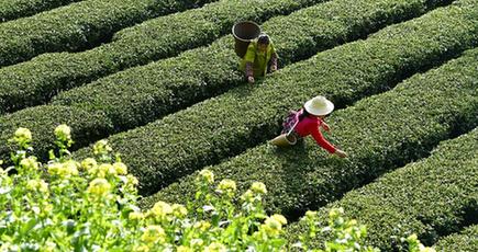 お茶農家、「明前茶」の摘み取りに大忙し