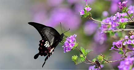 花に誘われ羽ばたく蝶々