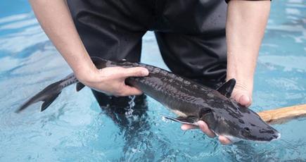 人工繁殖2代目カラチョウザメ500匹長江に放流