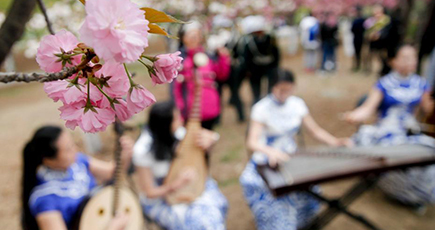 北京市の玉淵潭公園の遅咲き桜　民族音楽で盛り上がる