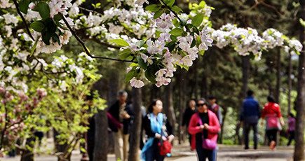 北京元大都遺跡公園でハナカイドウが咲く