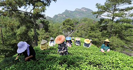 福建省　お茶農家が武夷岩茶の摘み取りに大忙し