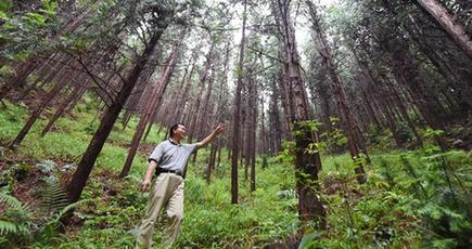 福建省の集体林権制度改革、エコ発展の調べを奏でる