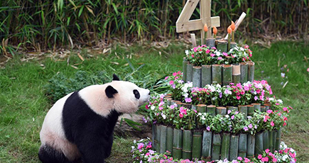 韓国在住のジャイアントパンダ「愛宝」「楽宝」の誕生日を祝い