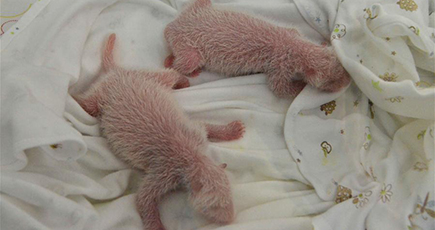海外帰国組のジャイアントパンダ「林冰」、オス・メスの双子の赤ちゃんを出産