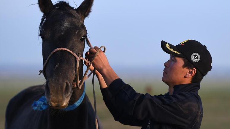 モンゴル馬が徐々に中国モンゴル族の牧畜民の生活に戻り