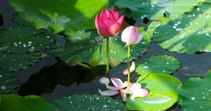 甘粛のゴビ湿地で雨上がりの蓮の花いっそう美しい