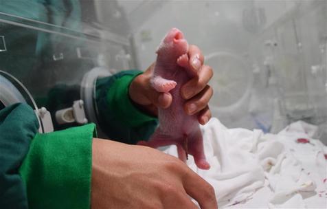 世界初、飼育パンダと野生パンダの赤ちゃんが誕生！