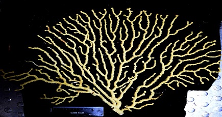 貧栄養状態にある西太平洋の海底で　サンゴの森と海綿動物群集が初発見