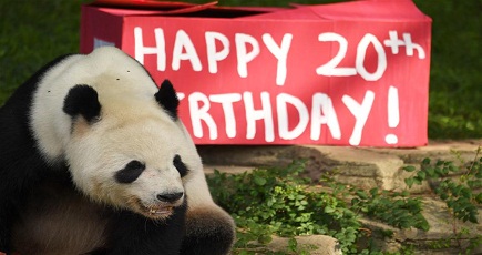 在米の中国パンダ「添添」の20歳の誕生日を祝い
