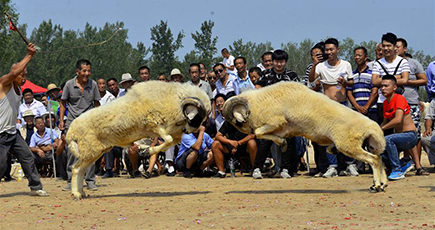 山東聊城の闘羊、村民を魅了