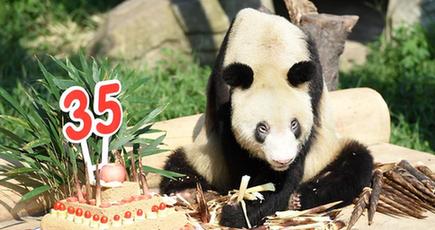 重慶動物園、パンダ「新星」の35歳誕生日パーティーを開催