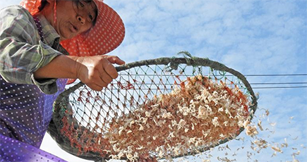 江蘇省連雲港、秋に漁民たちが干し魚作りに勤しみ　香ばしいかおりが島に漂い