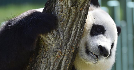 瀋陽森林動物園のパンダ館が正式オープン