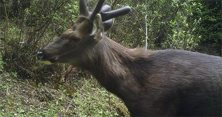赤外線カメラが捉えた瀾滄江の源に住むさまざまな野生動物たち