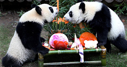 上海野生動物園、双子のジャイアントパンダの1歳誕生日を祝い