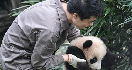 中国ジャイアントパンダ保護研究センター、2017年に赤ちゃんパンダ42匹を育て