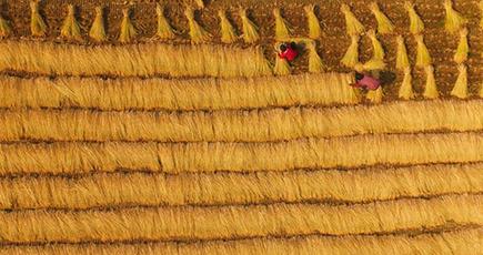 黄河の水稲、忙しい収穫を迎え