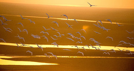 中国江西省鄱陽湖で５７万羽の渡り鳥が越冬