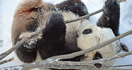 遼寧省沈陽市：雪を楽しむパンダ