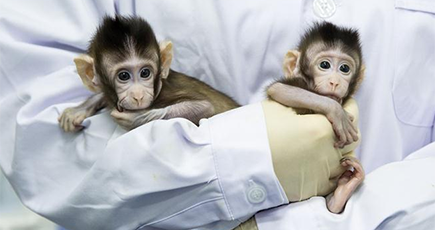中国で２匹のクローン猿が誕生 生命科学研究で大成果
