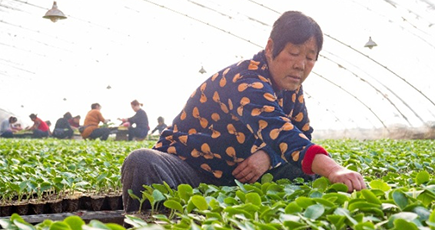 河北省、「オーダーメイドの苗作り」で貧困脱却支援