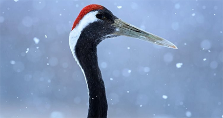 北海道の雪と踊る鳥